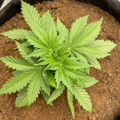White widow. 40 gallon pot growlog timeline photo