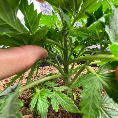 White widow. 40 gallon pot growlog timeline photo