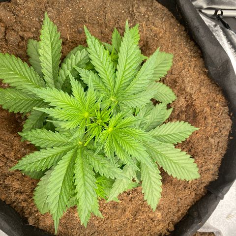 White widow. 40 gallon pot growlog timeline photo