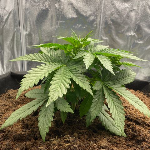White widow. 40 gallon pot growlog timeline photo