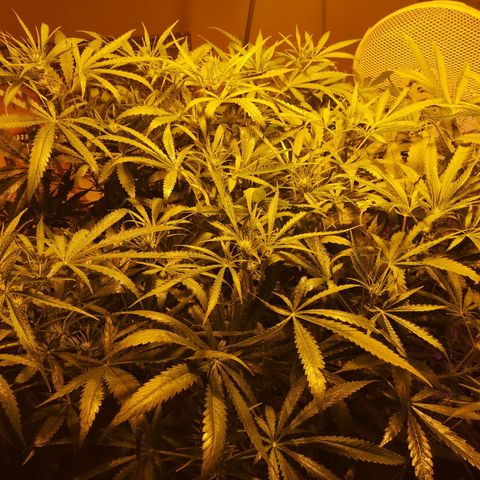 Red Congolese growlog timeline photo
