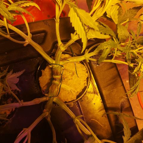 Red Congolese growlog timeline photo