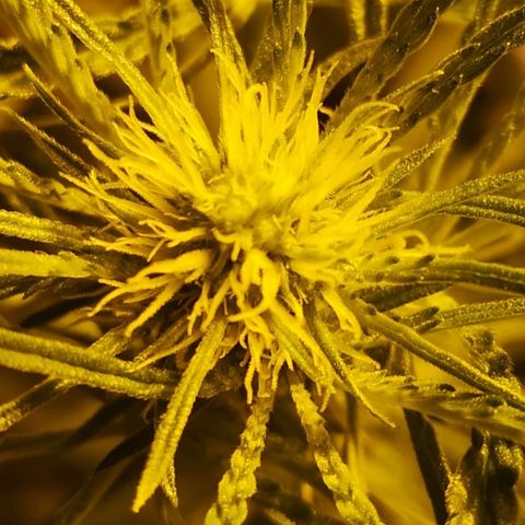 Red Congolese growlog timeline photo
