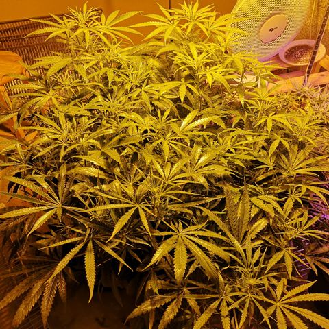 Red Congolese growlog timeline photo