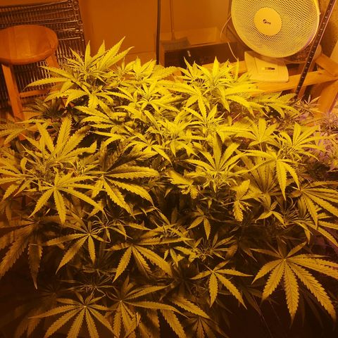 Red Congolese growlog timeline photo