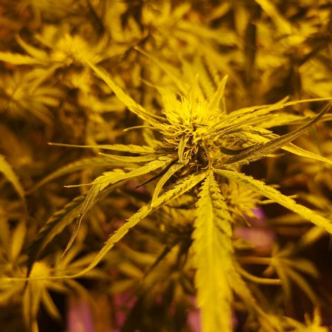 Red Congolese growlog timeline photo
