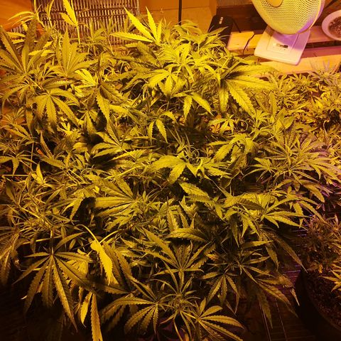 Red Congolese growlog timeline photo