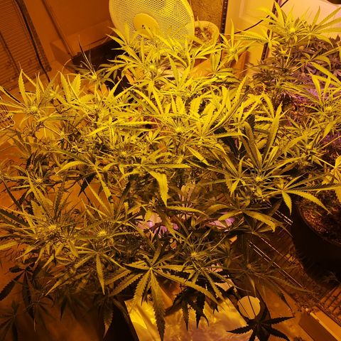 Red Congolese growlog timeline photo