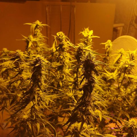 Red Congolese growlog timeline photo