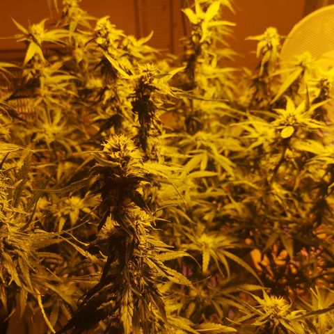Red Congolese growlog timeline photo