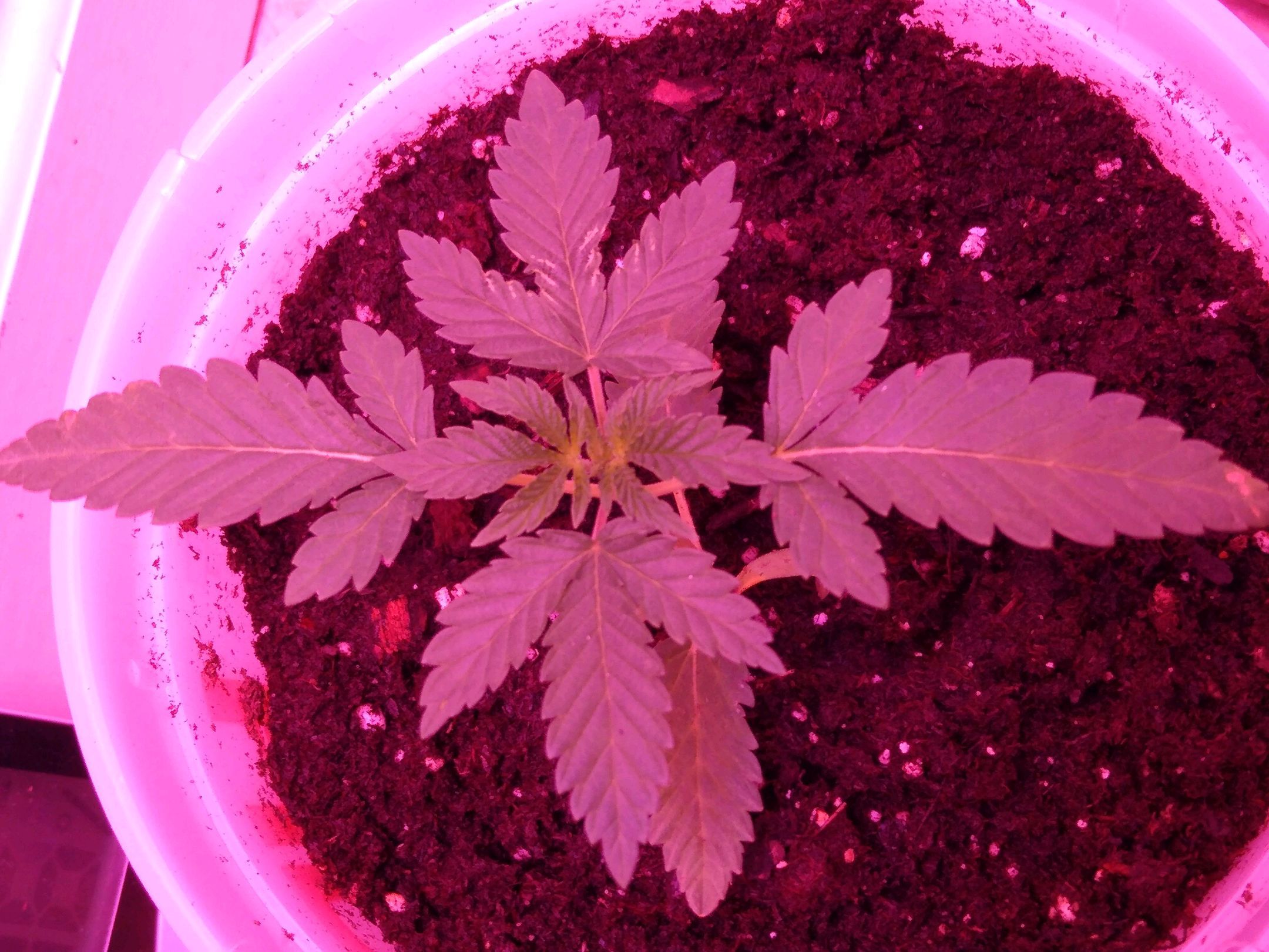 Unknown strain growlog header