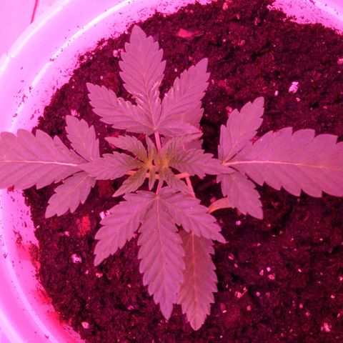 Unknown strain growlog photo