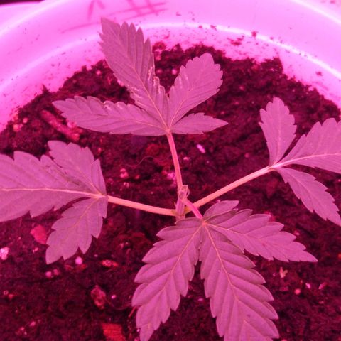 Unknown strain growlog photo