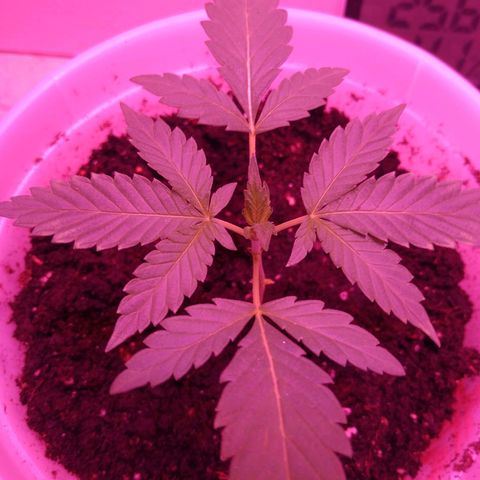 Unknown strain growlog photo
