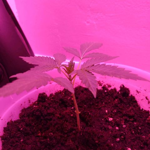 Unknown strain growlog photo