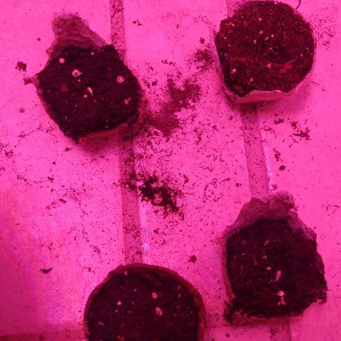 Unknown strain growlog photo