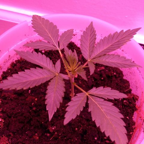 Unknown strain growlog photo: #2