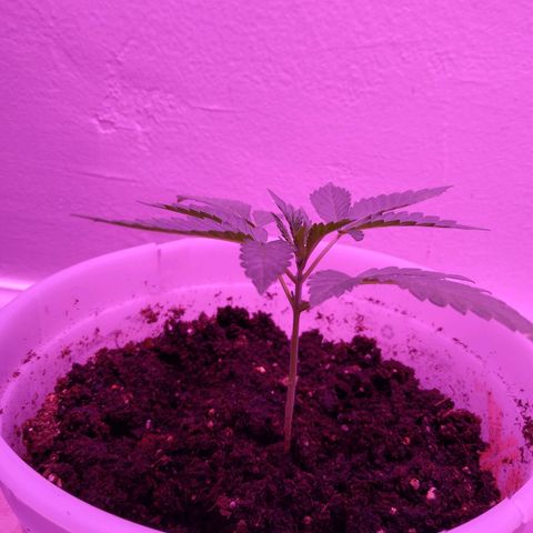 Unknown strain growlog timeline photo
