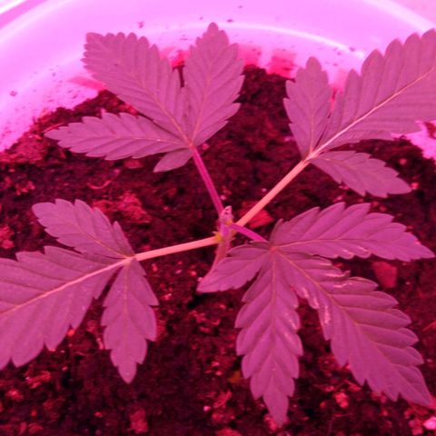 Unknown strain growlog photo: #1