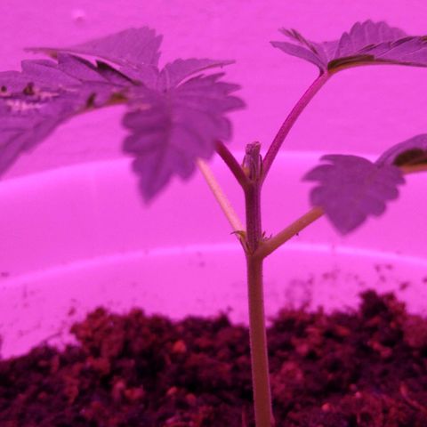 Unknown strain growlog timeline photo