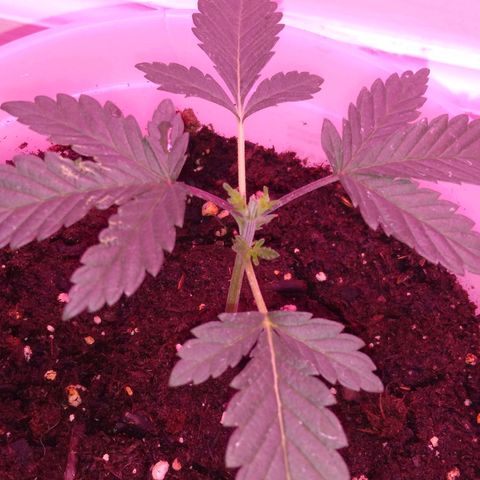 Unknown strain growlog photo: #1