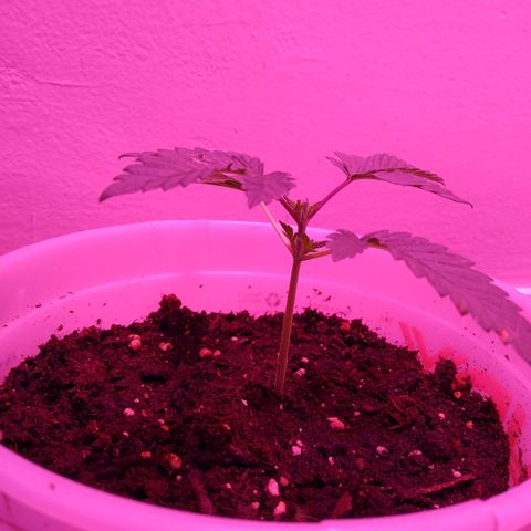 Unknown strain growlog photo: #1