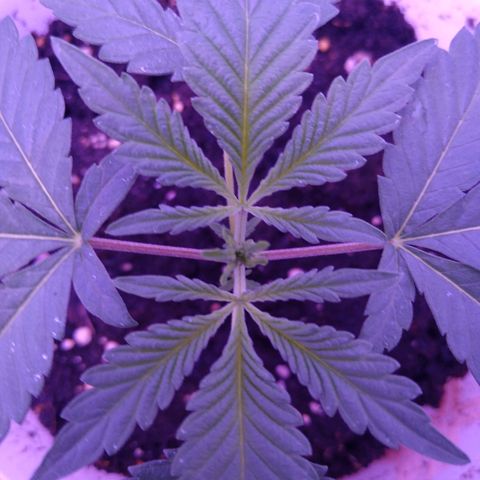 Unknown strain growlog photo: #2