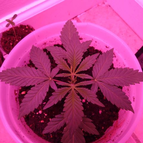 Unknown strain growlog photo: #2