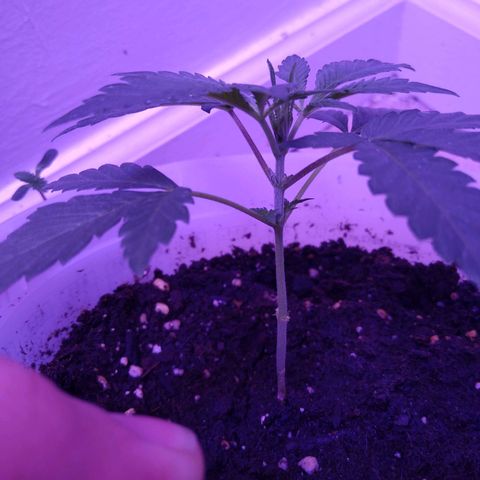 Unknown strain growlog photo: #2