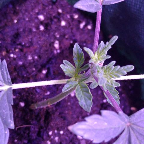 Unknown strain growlog photo: #1
