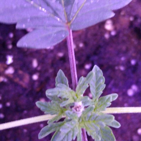 Unknown strain growlog photo: #1