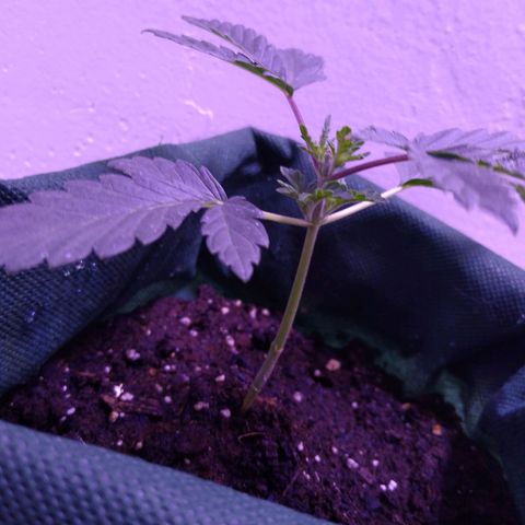 Unknown strain growlog photo: #1