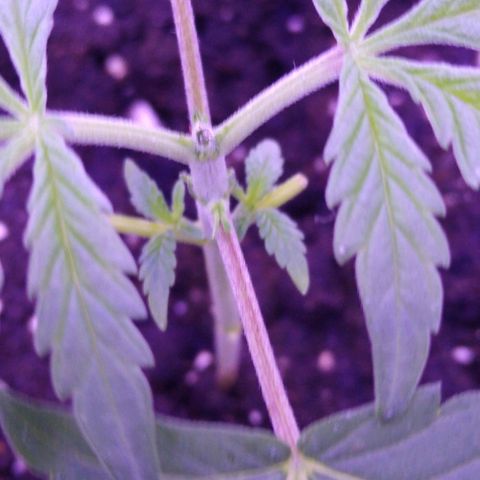 Unknown strain growlog photo: #2 topped today