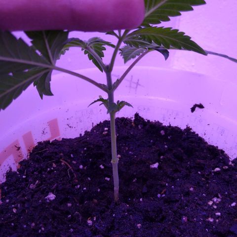 Unknown strain growlog photo: #2 topped today