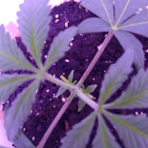 Unknown strain growlog photo: #2 topped today