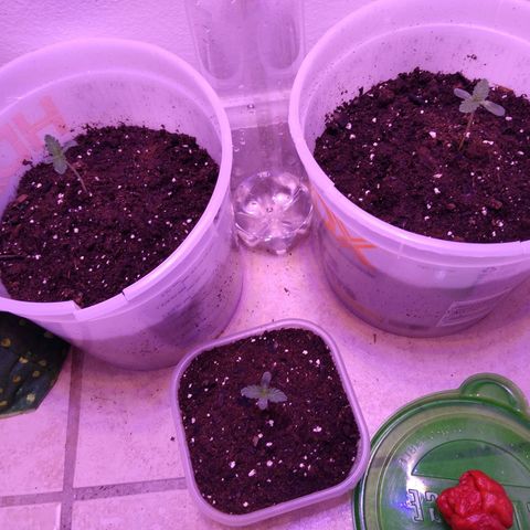 Unknown strain growlog photo: New