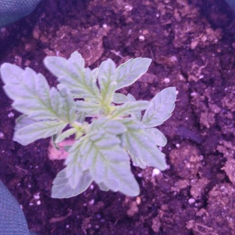 Unknown strain growlog photo: #1