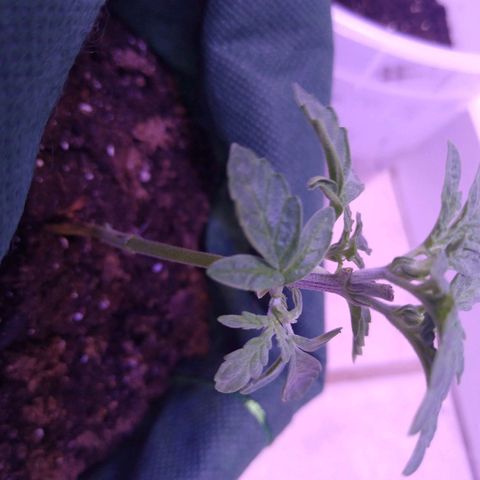 Unknown strain growlog photo: #1