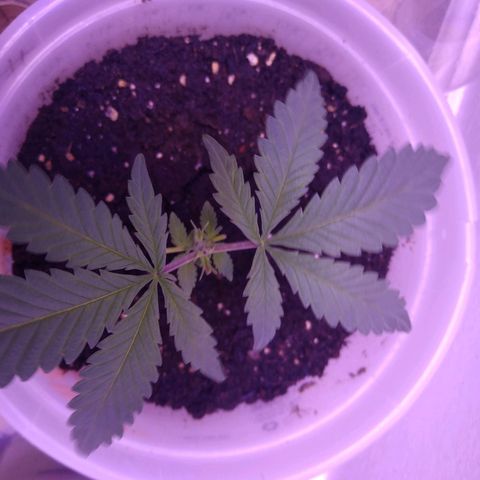 Unknown strain growlog photo: #2