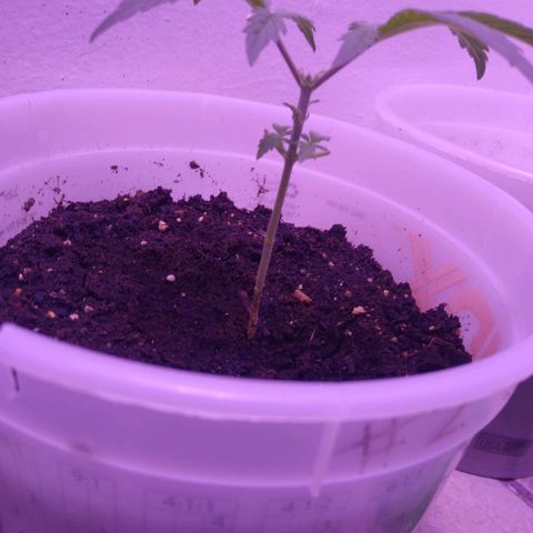 Unknown strain growlog timeline photo