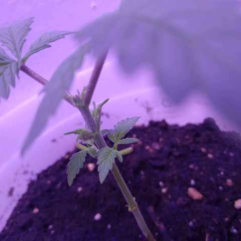 Unknown strain growlog timeline photo