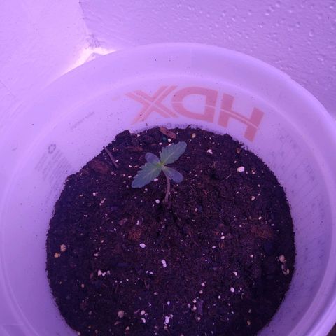 Unknown strain growlog photo: #4