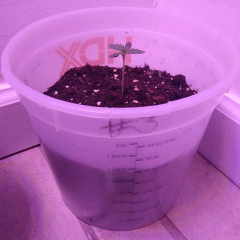 Unknown strain growlog photo: #3