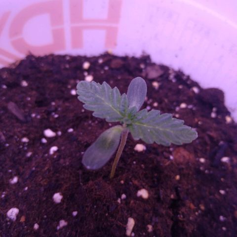 Unknown strain growlog photo: #3