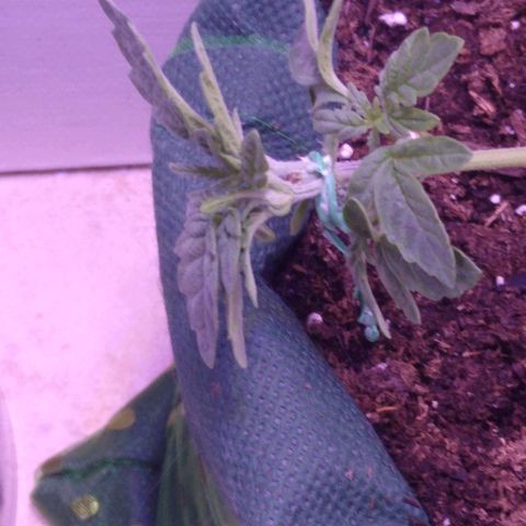 Unknown strain growlog photo: First day of training 
Plant #1