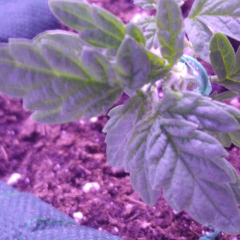 Unknown strain growlog timeline photo