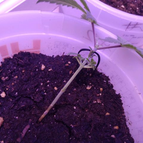 Unknown strain growlog photo: First day of training 
Plant #2