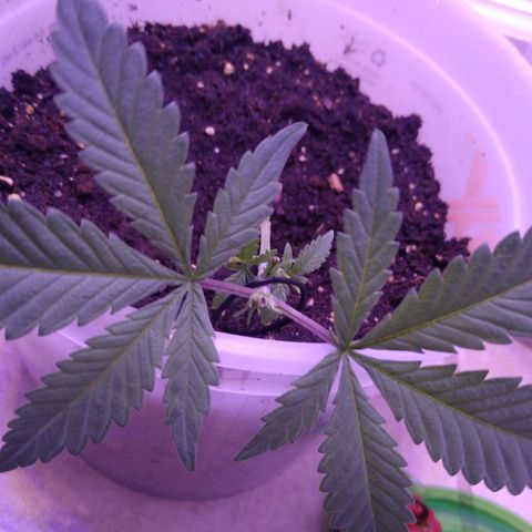 Unknown strain growlog timeline photo
