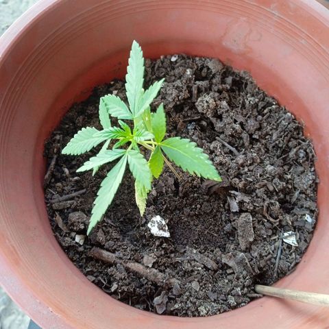 Genética desconocida growlog photo: Tiene 2 hojas amarillas, exceso de agua y lleva 2 días sin necesidad de agua 