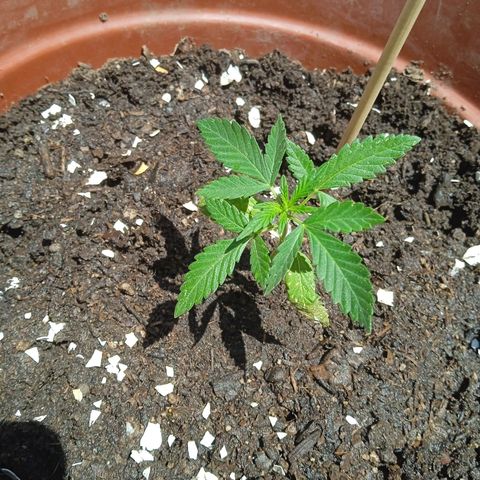 Genética desconocida growlog photo: Cambio de maceta 